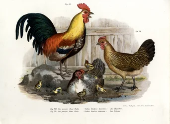 Domestic Fowl
